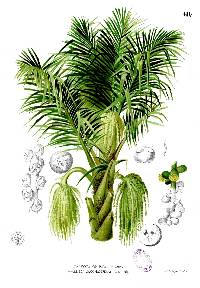 Image of Arenga pinnata
