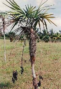 Image of Coccothrinax clarensis