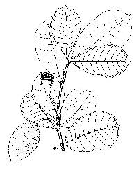 Image of Amphitecna latifolia