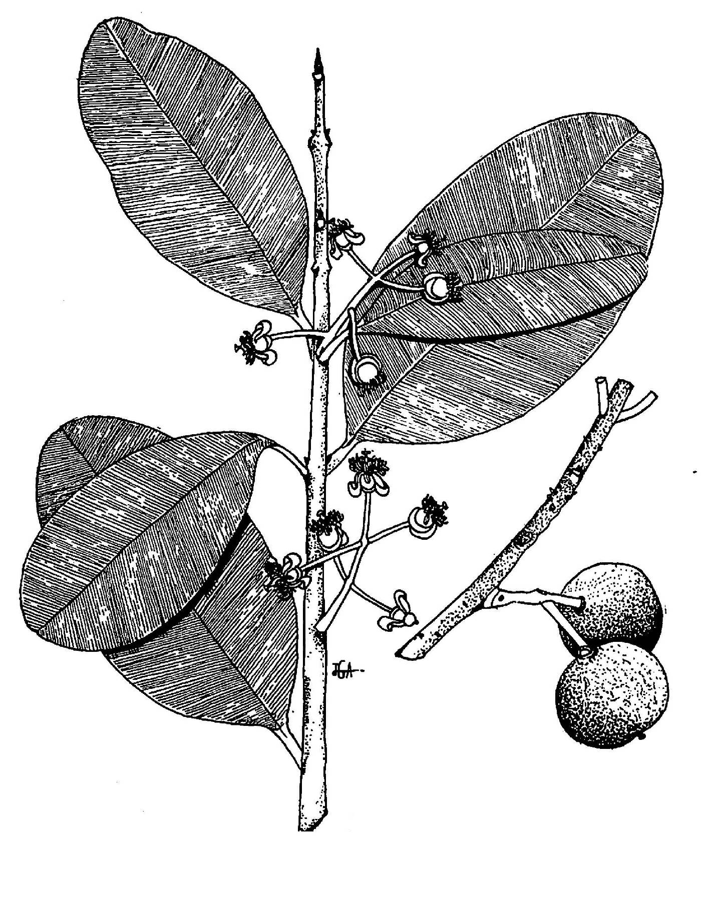 Calophyllum calaba image