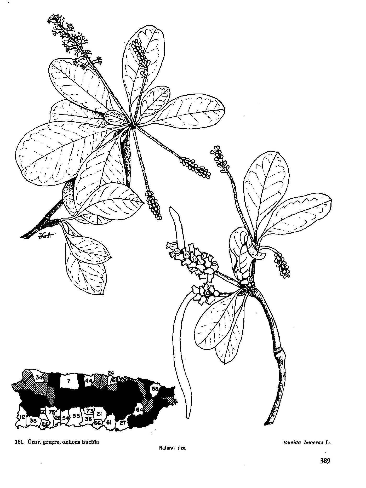 Terminalia buceras image