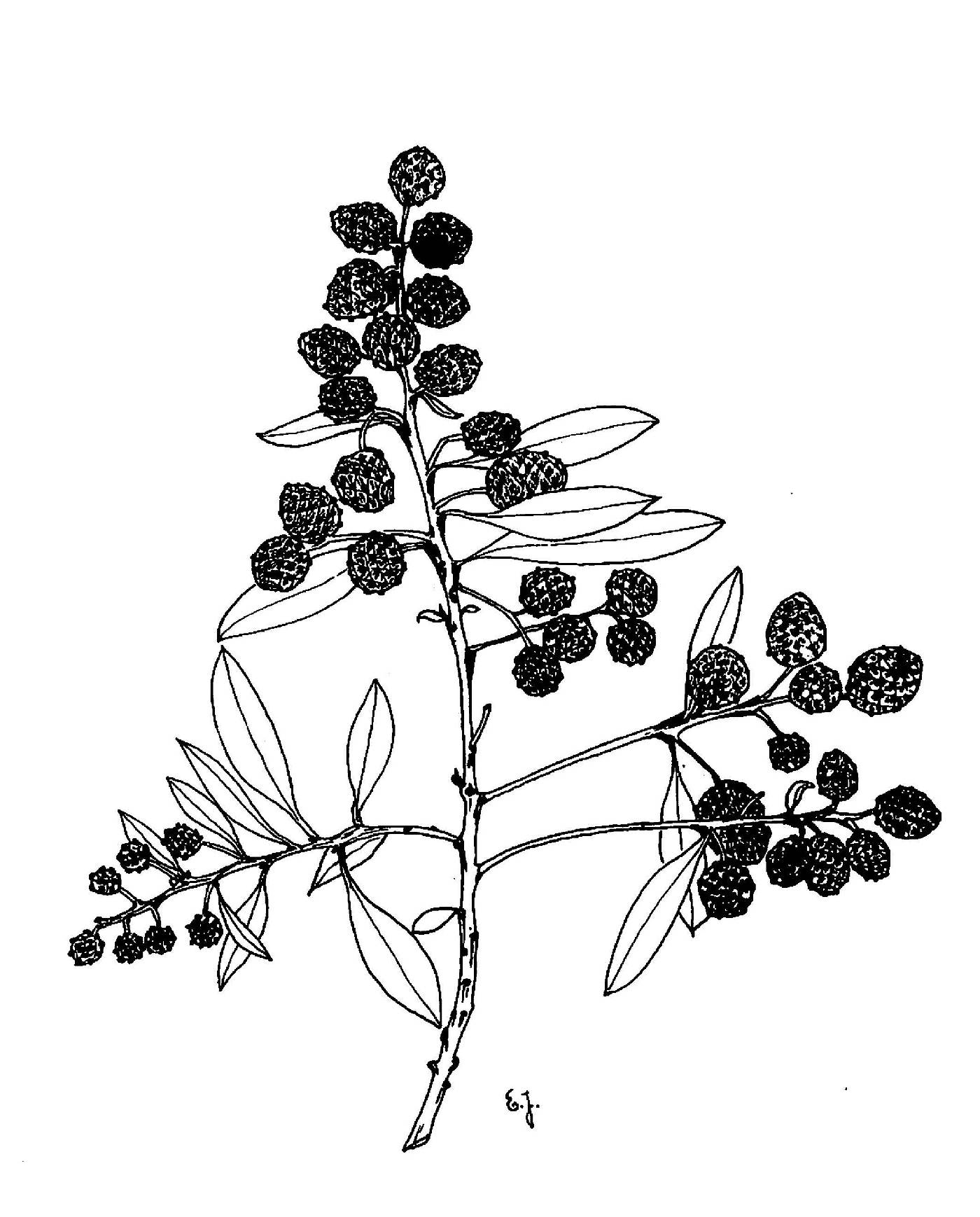 Conocarpus image