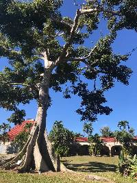 Image of Ceiba pentandra