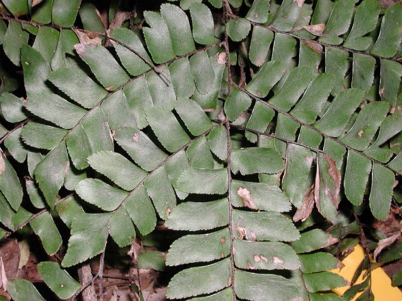 Polypodiaceae image