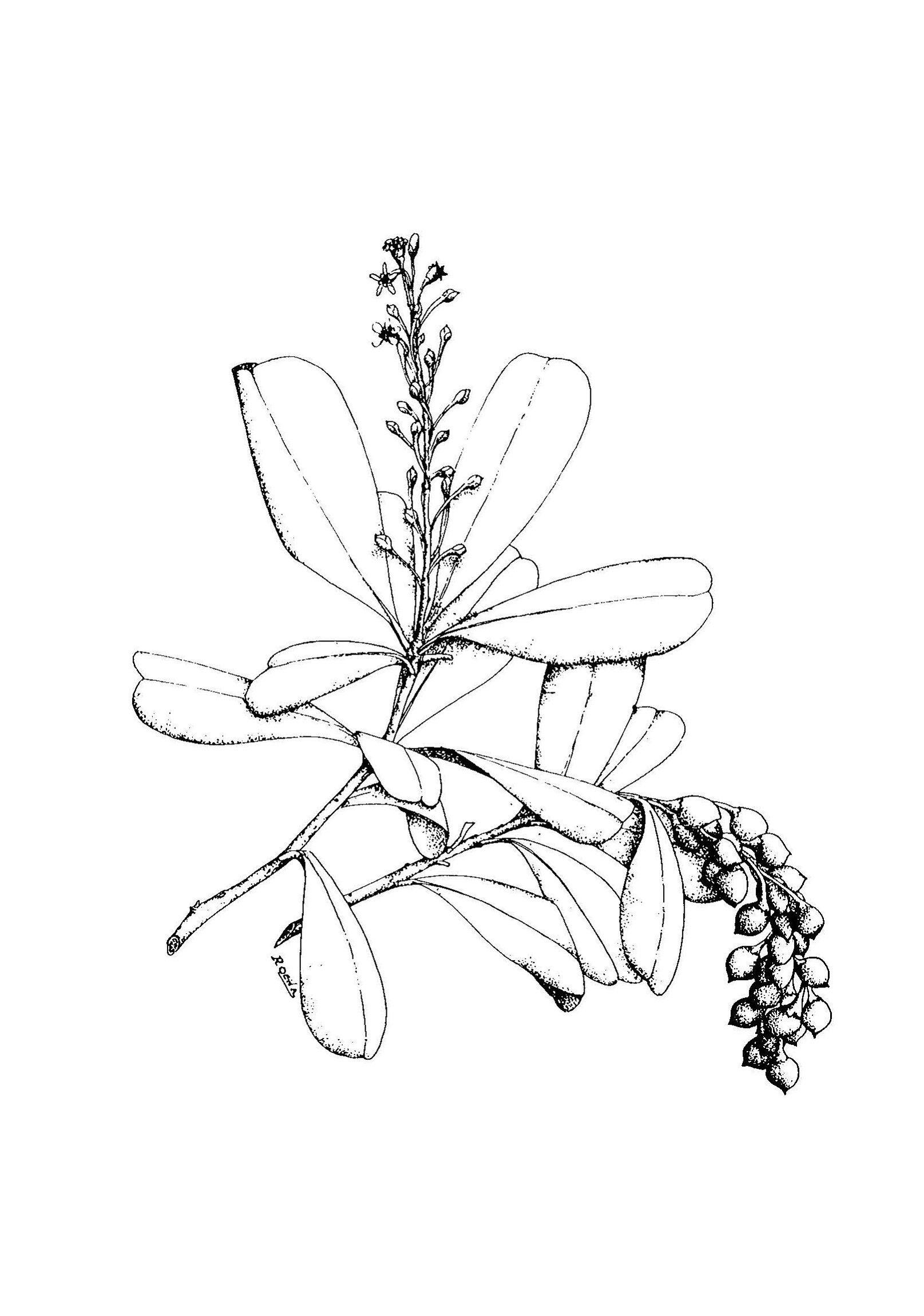 Primulaceae image