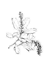 Image of Jacquinia arborea