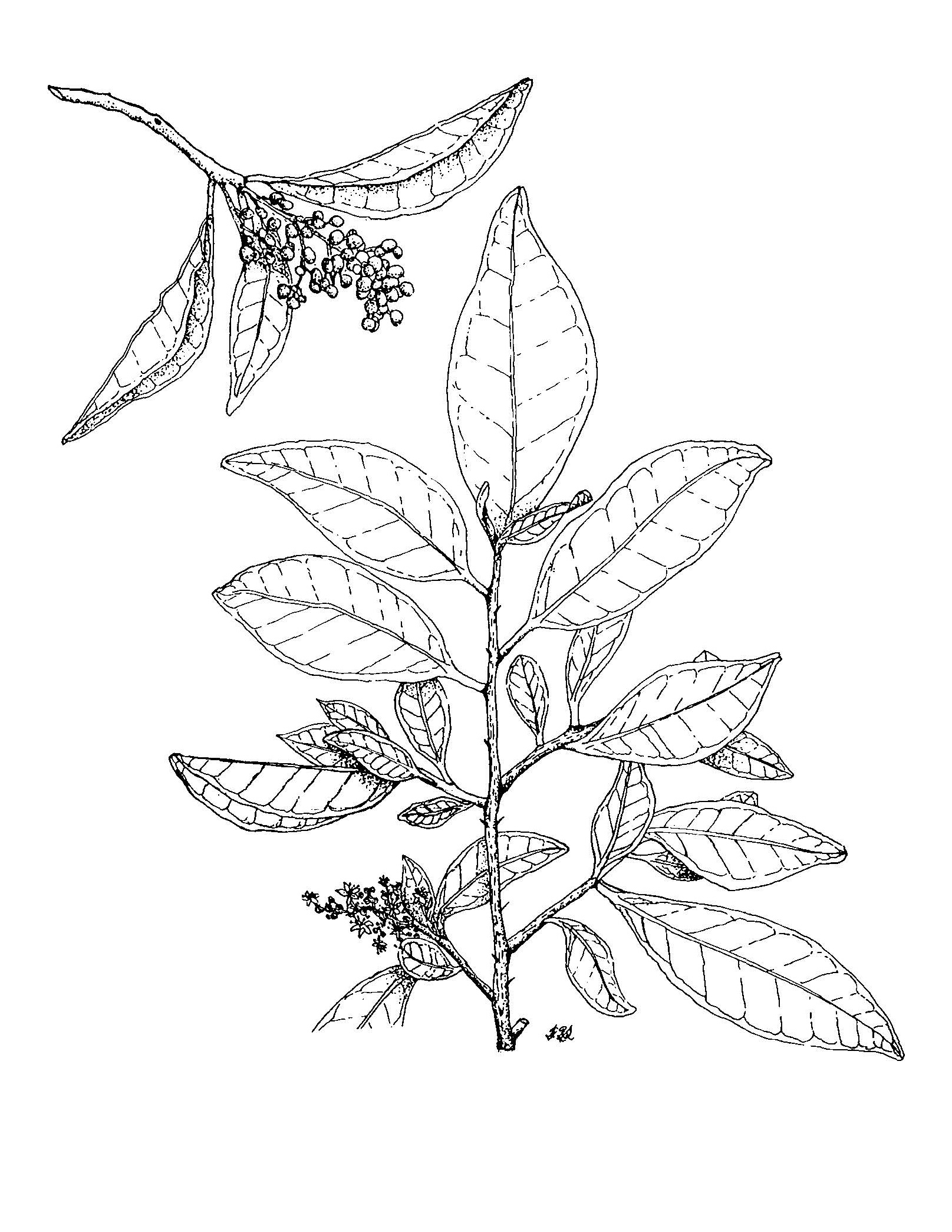 Zanthoxylum monophyllum image