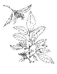 Image of Zanthoxylum monophyllum