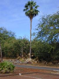 Image of Washingtonia robusta