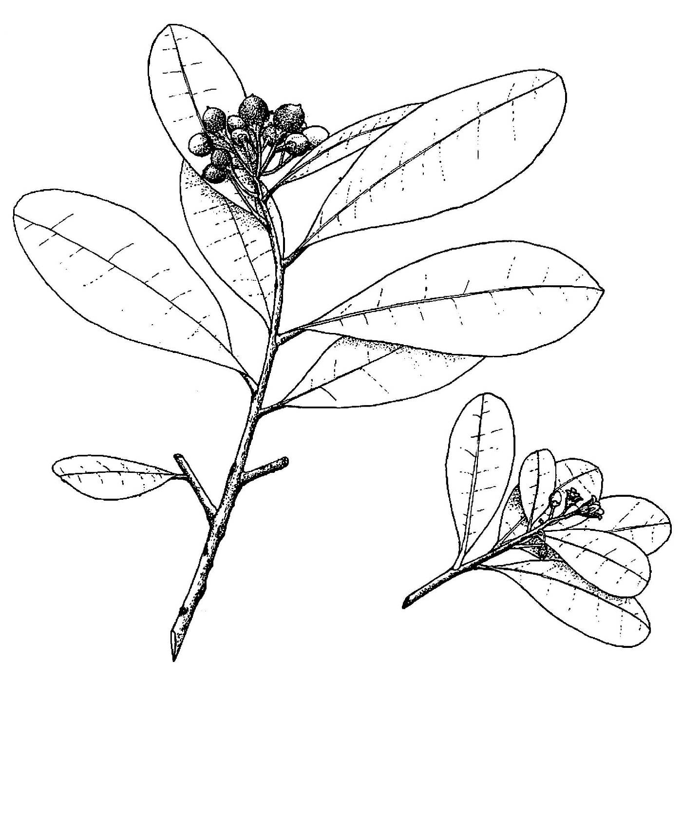 Canellaceae image