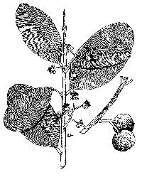 Image of Calophyllum calaba