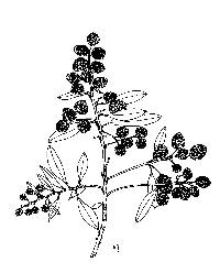 Image of Conocarpus erectus