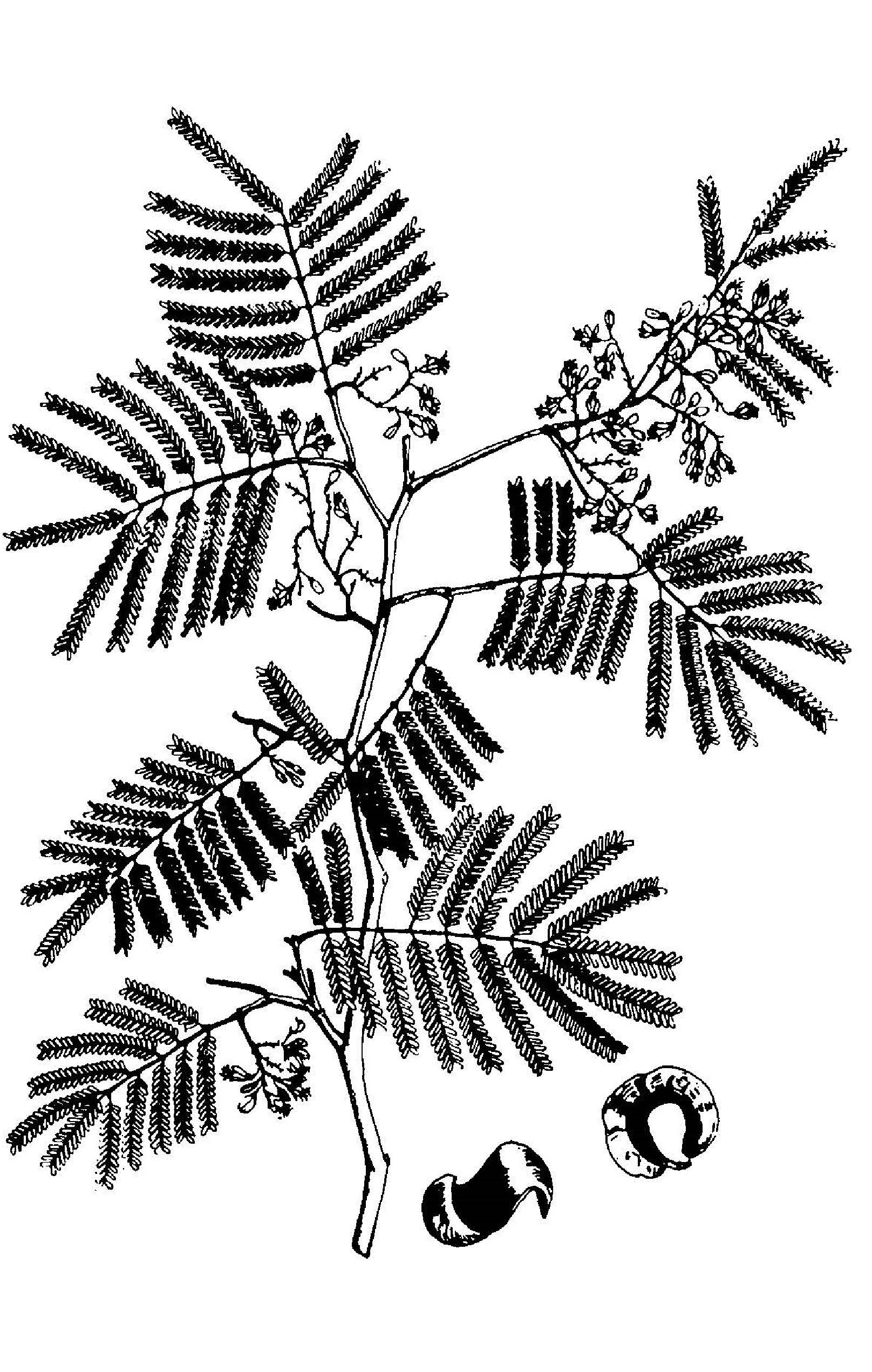 Libidibia coriaria image