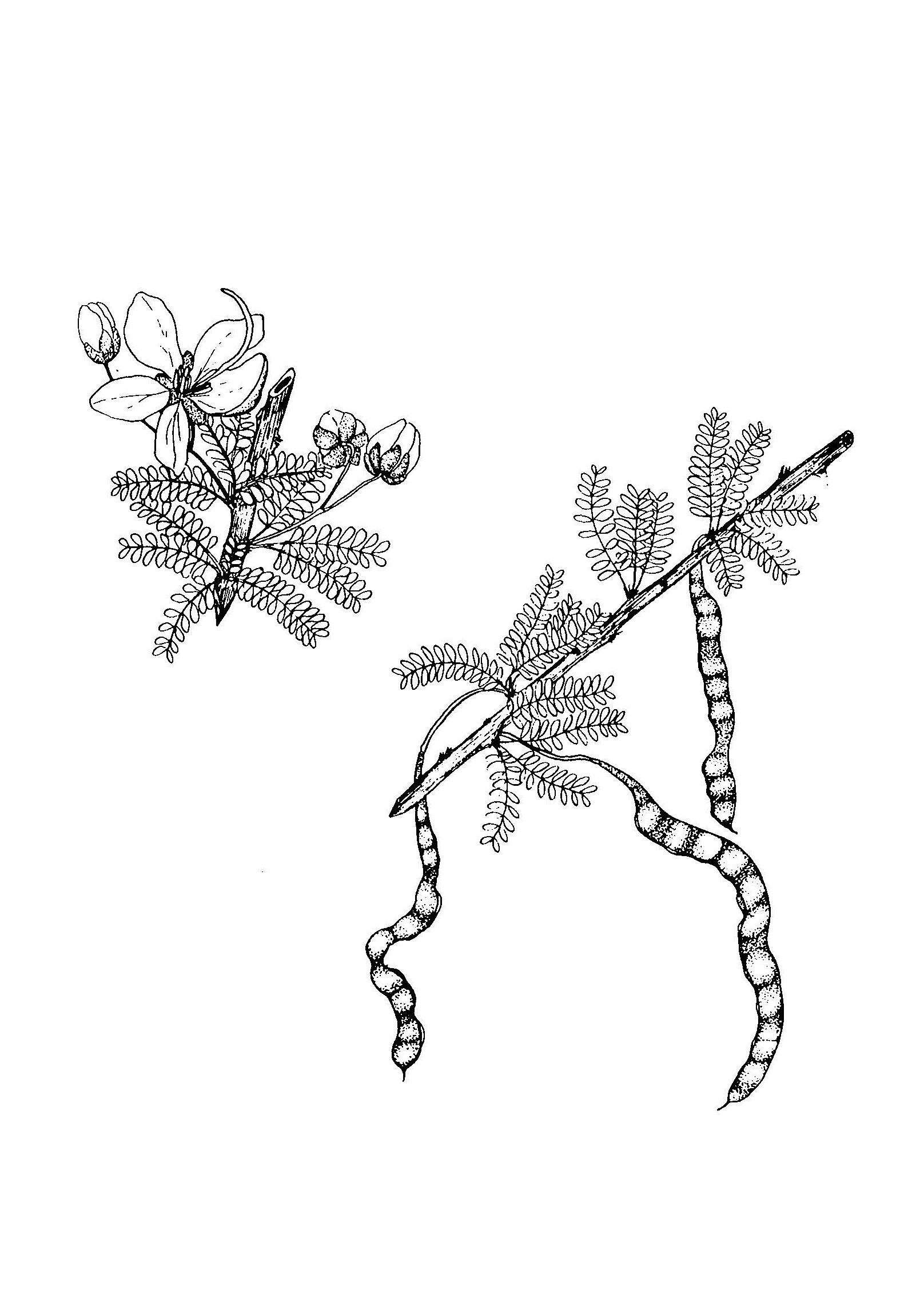Senna polyphylla image