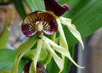 Image of Prosthechea cochleata
