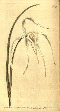 Image of Brassavola cucullata