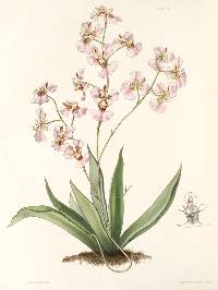 Image of Tolumnia variegata