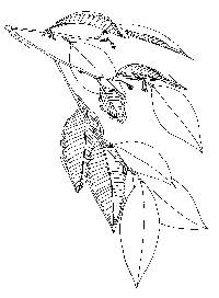 Image of Chrysophyllum pauciflorum